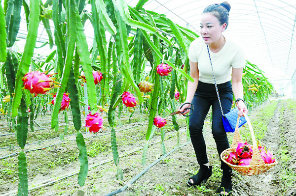 火龙果价格下降