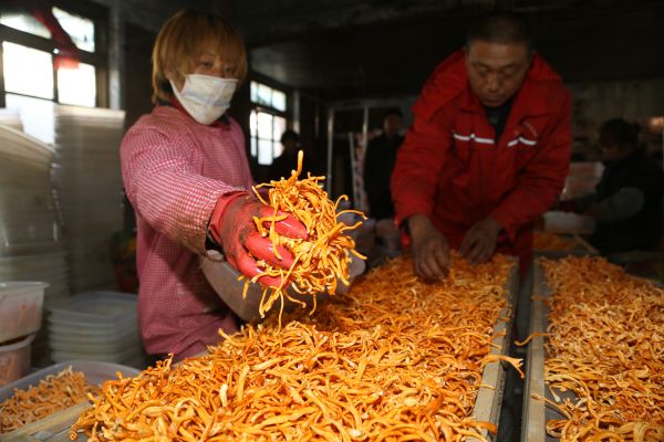 小小北虫草 都宏伟的致富宝