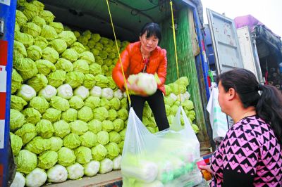 北京：冬储大白菜低价上市