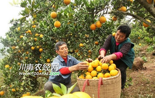 泸州夫妇水果种植有甜头 带动乡亲致富