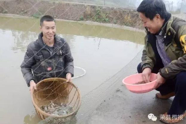 看四川荣县小伙子是如何靠养泥鳅发家致富？