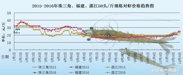 对虾供不应求 价格呈小幅波动