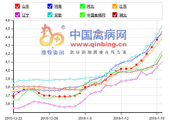 鸡蛋价格继续冲高