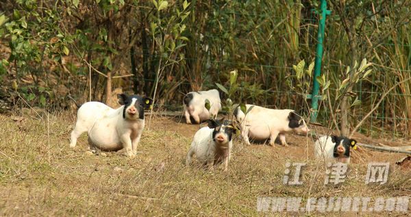 大地庙上养猪倌 生态农业带头人