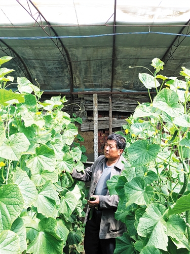 今春内蒙古包头菜价偏高原因何在？