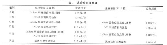 北方地区鹅副粘病毒病的免疫程序筛选