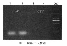 水貂绿脓杆菌病的诊断与防治