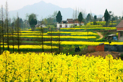 忻城县油菜花带火乡村旅游