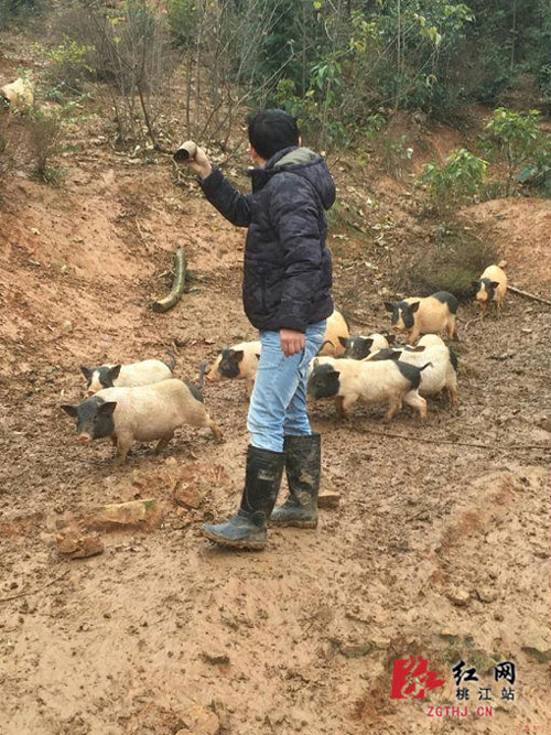 湖南桃江：大学生回乡当“猪倌” 开辟网上销路领致富