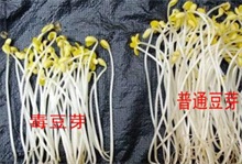 毒豆芽与普通豆芽