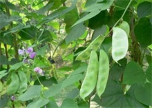 高山扁豆反季节栽培技术