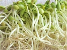 怎样无土栽培豆芽菜