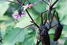 蔬菜种植：日光温室茄子栽培技术