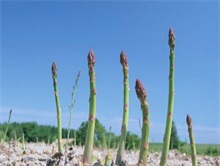 芦笋茎枯病要以预防为主