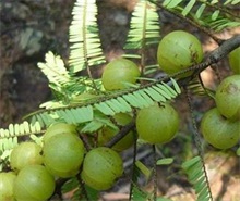 油橄榄苗圃幼苗移植