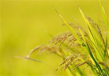 水稻田化学除草技术