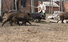 野猪接产要点