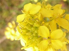 安庆签约芥末种植国际农业合作项目