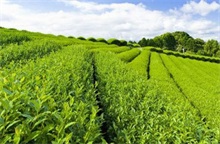 超赞的茶叶瘦身食谱 助你夏天更轻盈