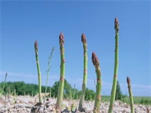 芦笋枯梢病防治措施