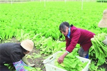 广东惠州龙门县冬种芥菜喜获丰收