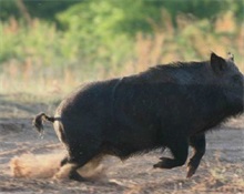 国内养殖野猪前景如何