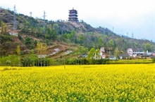 今年长清区发展油菜花乡村旅游