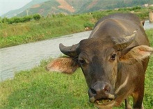 南丹肉牛饲养量达到6万多头