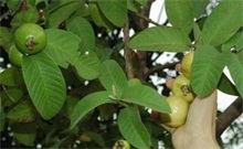 番石榴种植一路飘香富农家