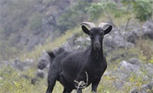 马山黑山羊在广西叫响