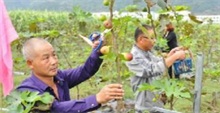 温州最大的无花果种植基地落户马屿