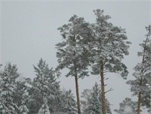 雪松适宜栽培的范围