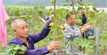 新疆兵团日光温室试种无花果成功