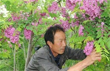 香花槐