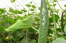 有机黄瓜夏季种植措施要点