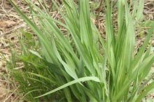 有机黄芽韭菜种植技术