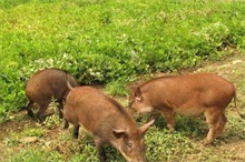 野猪养殖的青绿饲料介绍