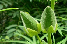 黄秋葵规模化种植技术