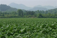 苎麻种植技术之适时收获