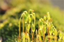 黑豆芽苗菜温室种植技术