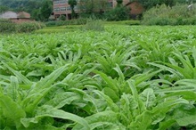 夏季莴苣无公害的种植技术