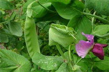 塑料大棚早春豆角种植技术