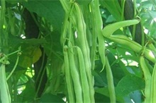 日光温室冬季芸豆种植技术