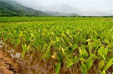 大芋头种植技术要点