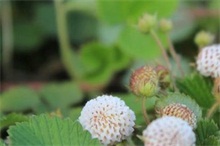 菠萝莓种植的蜜蜂传粉技术