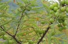 橄榄种植实生砧木苗的繁育