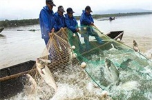 浙江宁波象山大塘港鲢鱼起捕