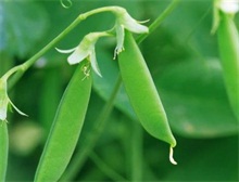 豌豆种植技术