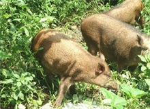 野猪养殖技术肉猪原窝饲养