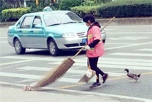 东莞一环卫工每天带宠物鸭扫大街